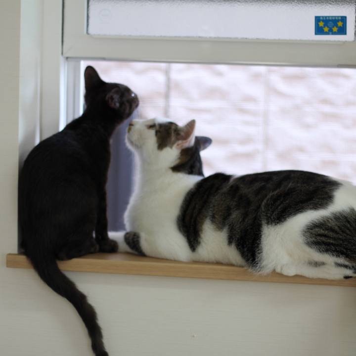 C251ac5e c699 4c11 afc4 9a03d4395cf2