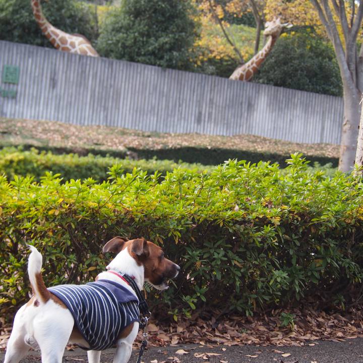 C2533ea5 6a1c 421a 98ff d70844a1931b