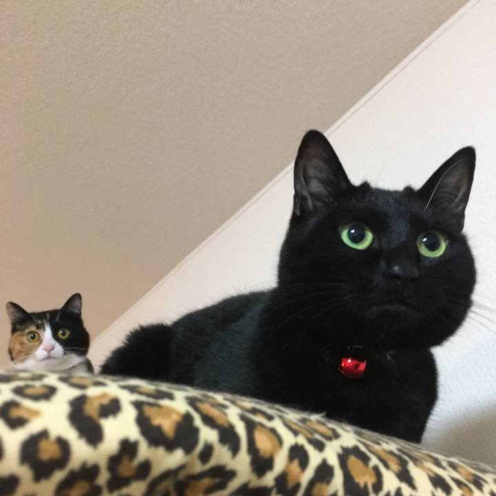 C258d388 74d5 4f31 b315 3bae684decc0