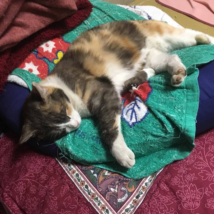 C25f78f8 f5db 4670 aee8 3c3f9c06f6c9