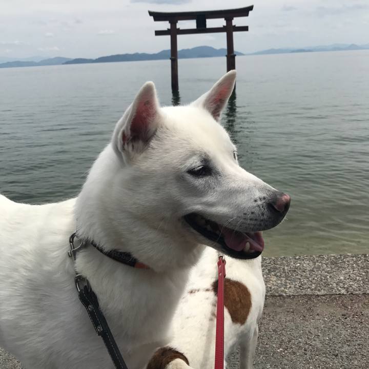 C2704808 7c51 49c8 b44a 6d42a699ae68