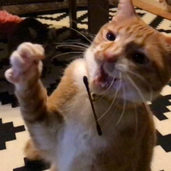 C2783dba 87ae 4075 98bb 72012e07ae3a