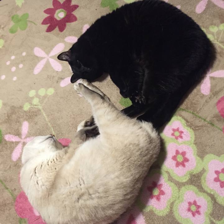 C27e7d0b 6f26 418e ad07 444efd140c44