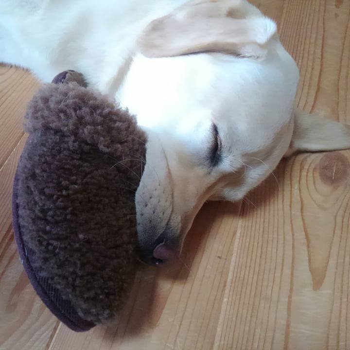 C285328b 8f5e 408b ac1b c1c8d4864482