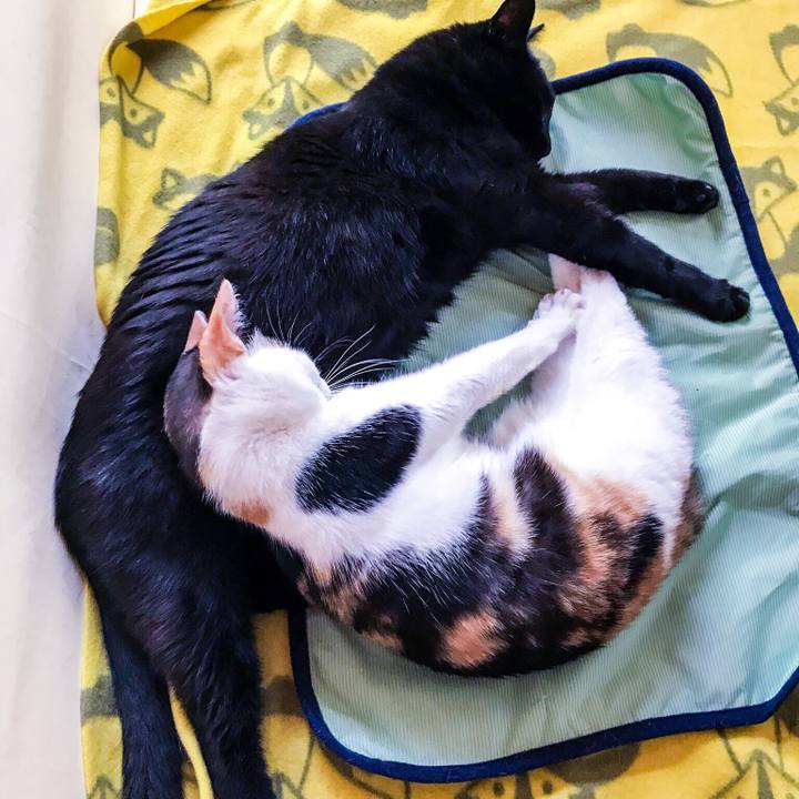 C28b1cd4 ff3c 44ac b93b 6d7288344e91