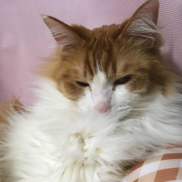 C28d8ceb 698c 42a3 b7fd 1a9cc43bb650