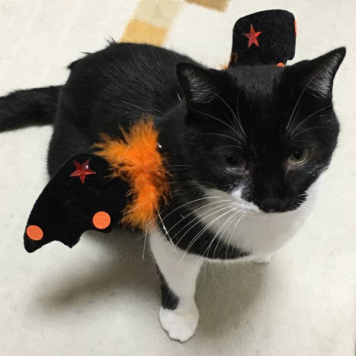 C29d6ebd ae17 41e4 a69a 2a5c14f14628