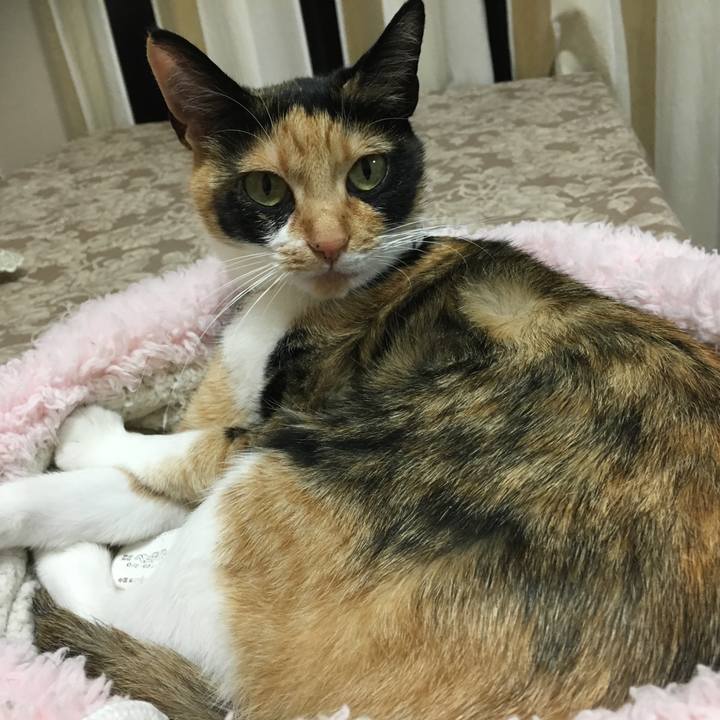 C2a23b32 62e6 42d7 bd80 72c34d5c2b8e