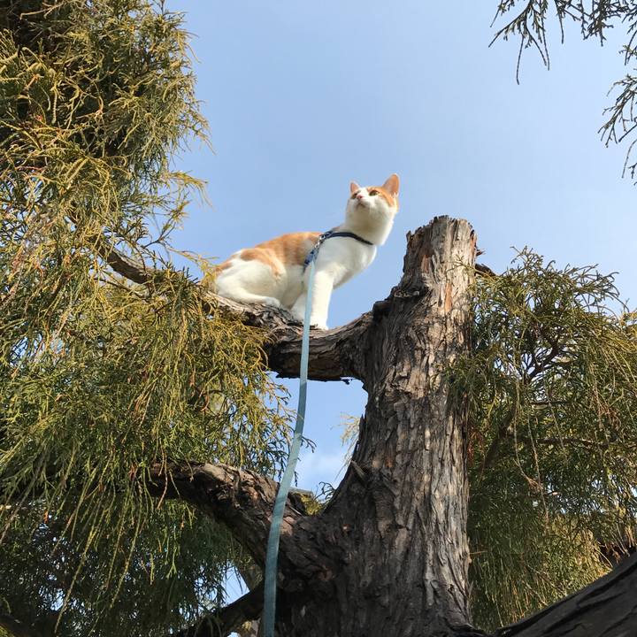 C2a2ae41 d470 4086 ac87 f7bab0aefaf3