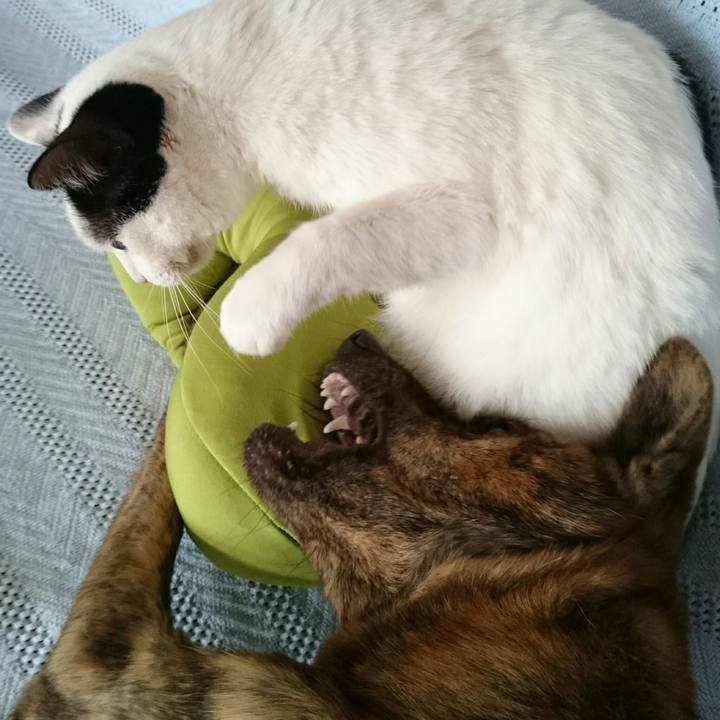 C2ae7851 edc9 467c a995 141365ba7d59