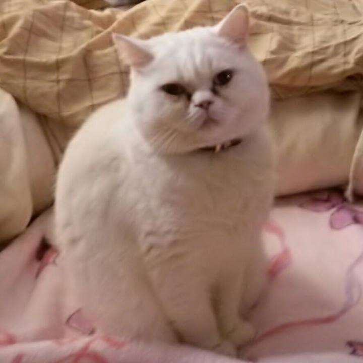 C2b41e4c 6e26 4892 9bba f6227338c3bc