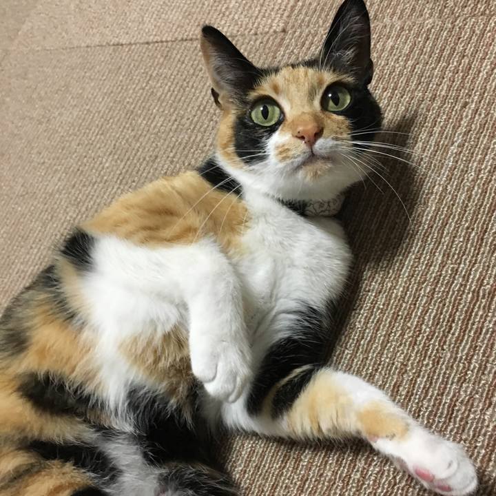 C2b726be 3607 4331 820e 28118b5a04d3