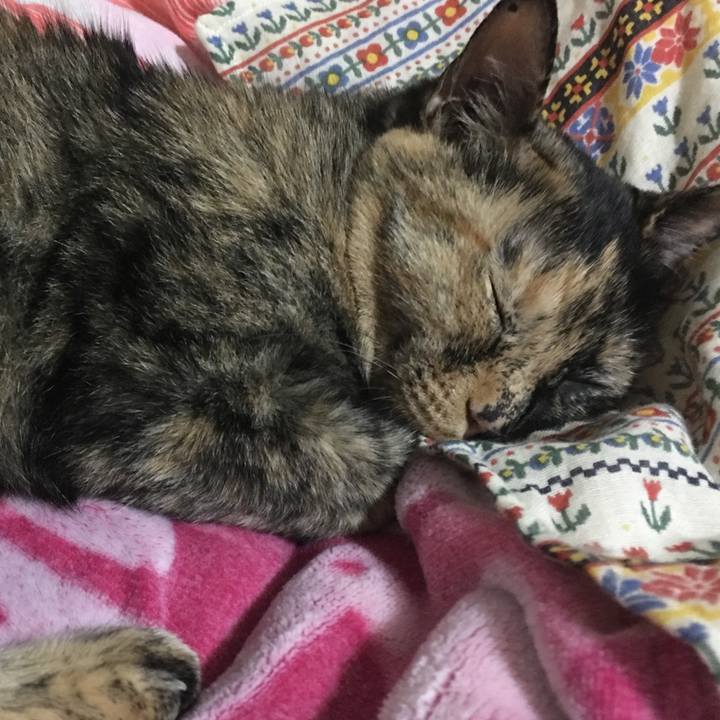 C2be7b69 e7e0 439e 8d2c a3f855c818b8