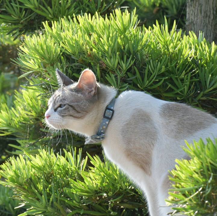 C2c3552b d1e8 4c28 9c26 a976fe239d12