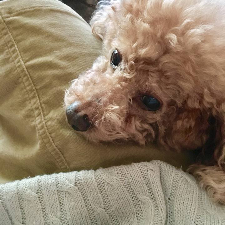 C2c386dc a105 439d 94b0 a3902ff25a4a