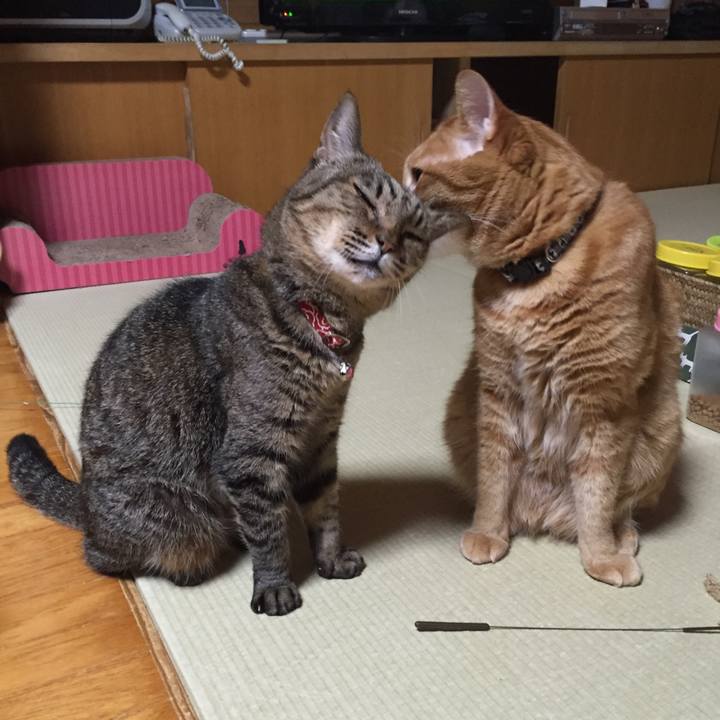 C2c4074e 66e9 4fae 990c 758c02882827