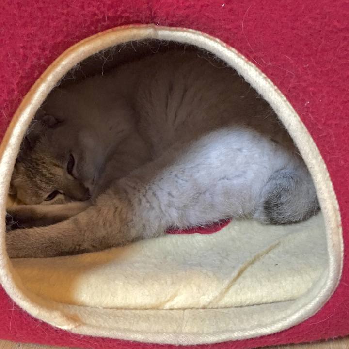 C2c8c605 097d 4421 a733 b899d66e88d9