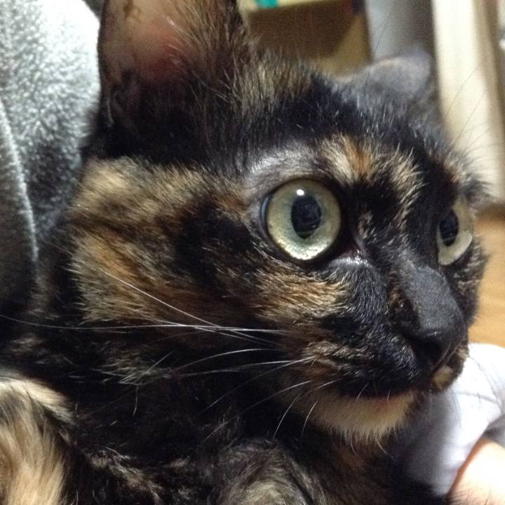 C2ce8752 6f93 4e4c b83a c1b71b0ec1c7