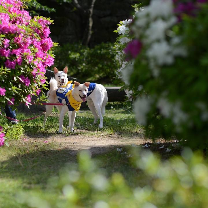 C2ce9c25 ab5d 4cc9 8610 46f5d2240546