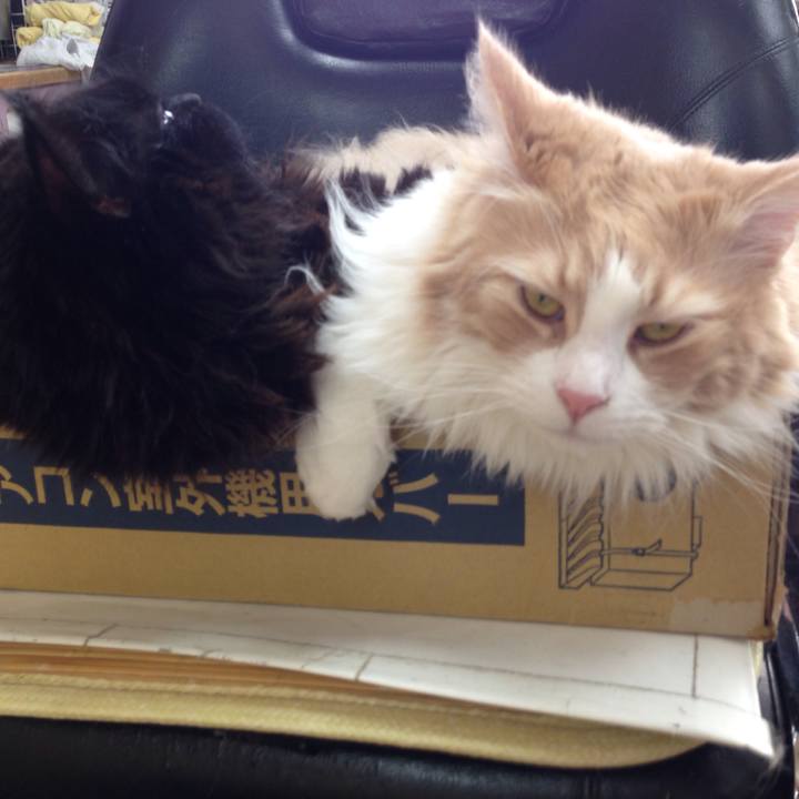 C2d4a991 49eb 4316 8b74 3efe8e83d7cd