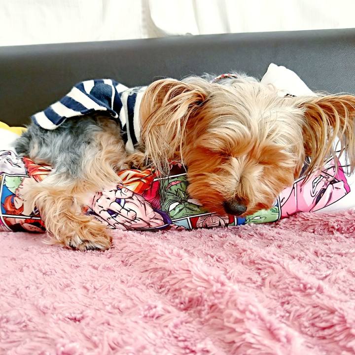 C2dcc2f2 8dcc 41ca b327 b7b12a474f44