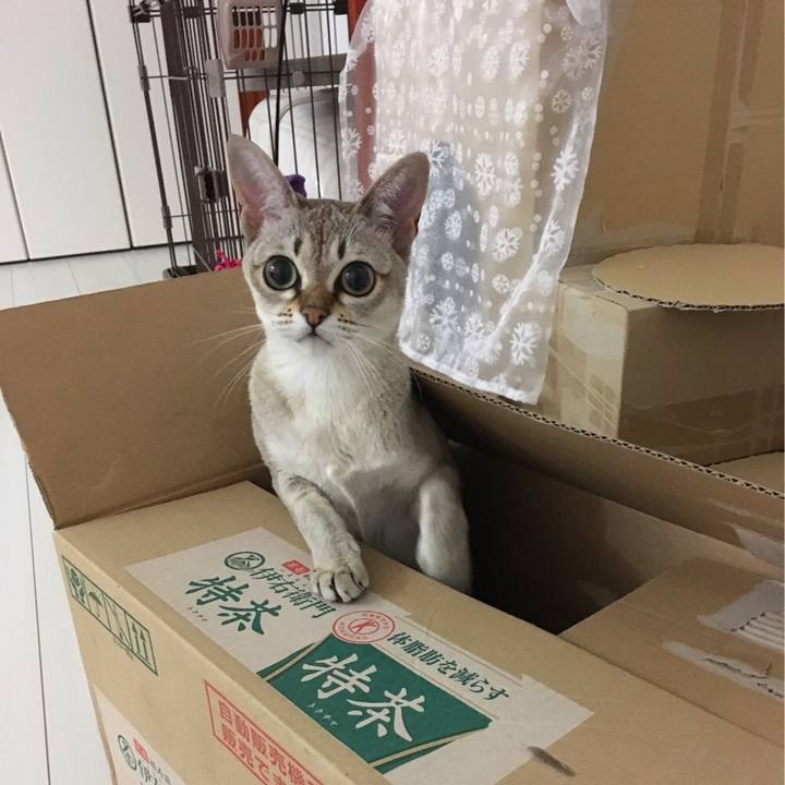 C2de2f9d 444e 4150 9164 96ce4a9ca345