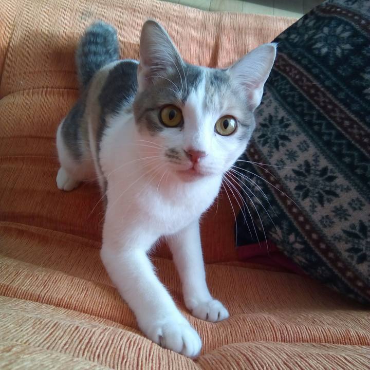 C2e82a1e 4964 4ec4 a03f f8ba33012a90