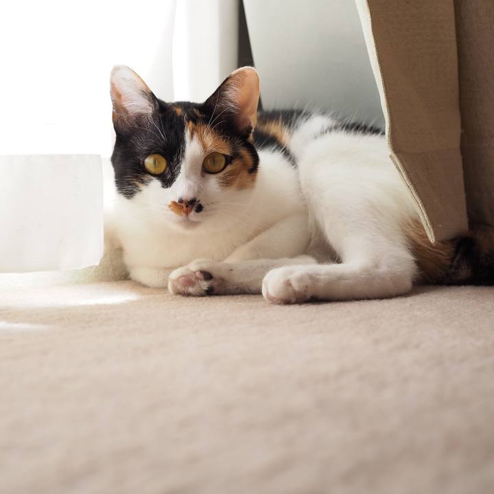 C2f1c0d6 0372 45e9 b286 bf498b668919