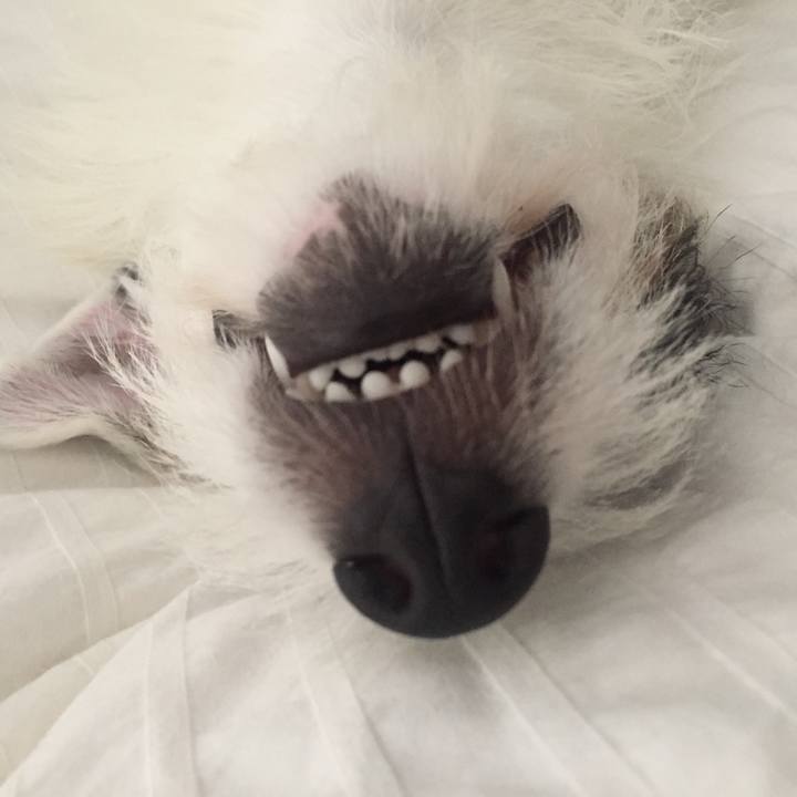 C2f1f75d 370e 447e ba4d 841e3e692095