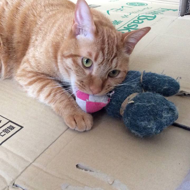 C2f7cfcd 0b5c 4d16 9524 879bc75b8bb8