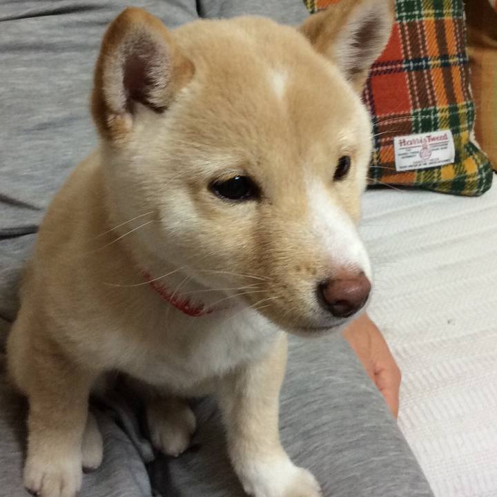 C2f811e8 7f0c 45a3 a043 2758dfc2a035