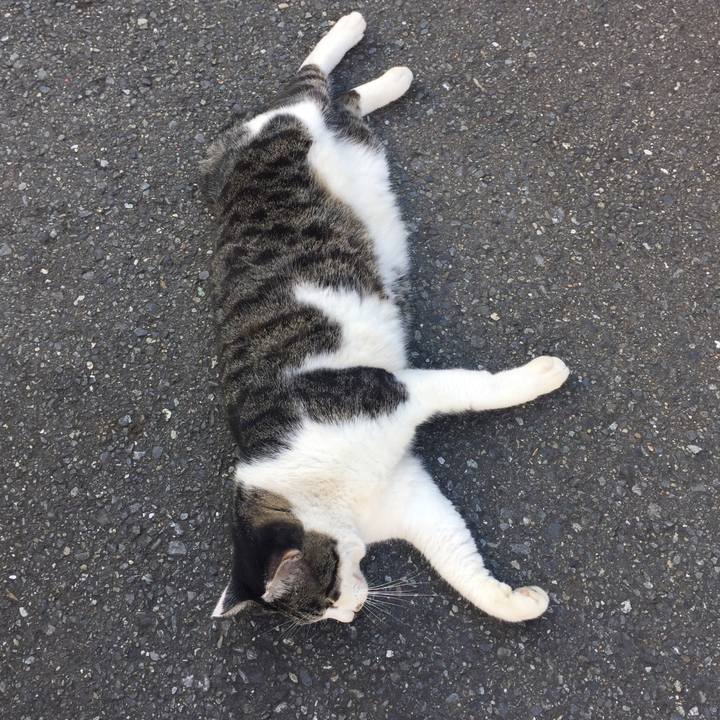 C2fc1ca3 3ed0 4229 9af3 d79f20a4ebe2