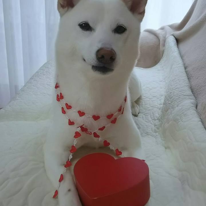 C2ff3e17 a465 496f a1e5 19f8ce610310