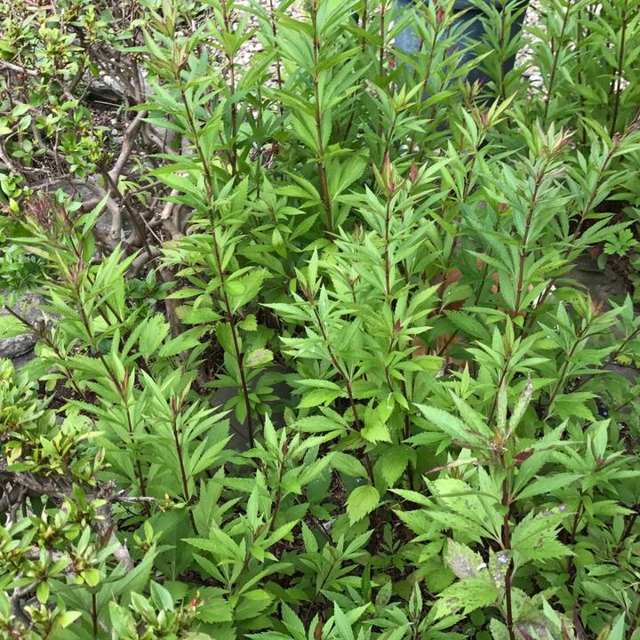 C3038b6c 7c2d 4970 b05e 6e7bc8887a34