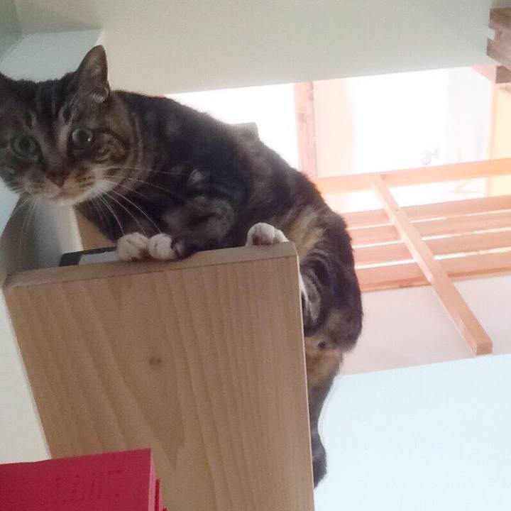 C3063233 3e3a 4976 936c 580e938dab4f