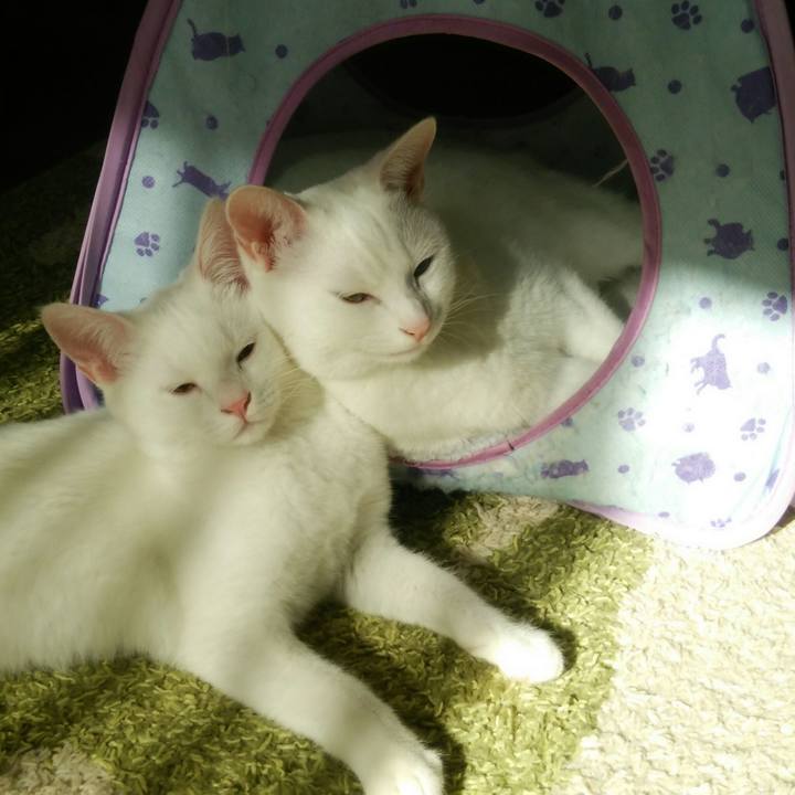 C30c7867 07f1 4ad4 874b dbd2fb1b95f4