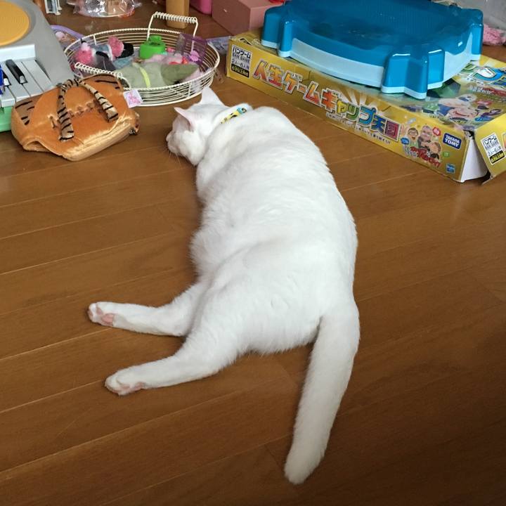 C3133bfc bfbc 4c99 b8dc 19f6981a0e11