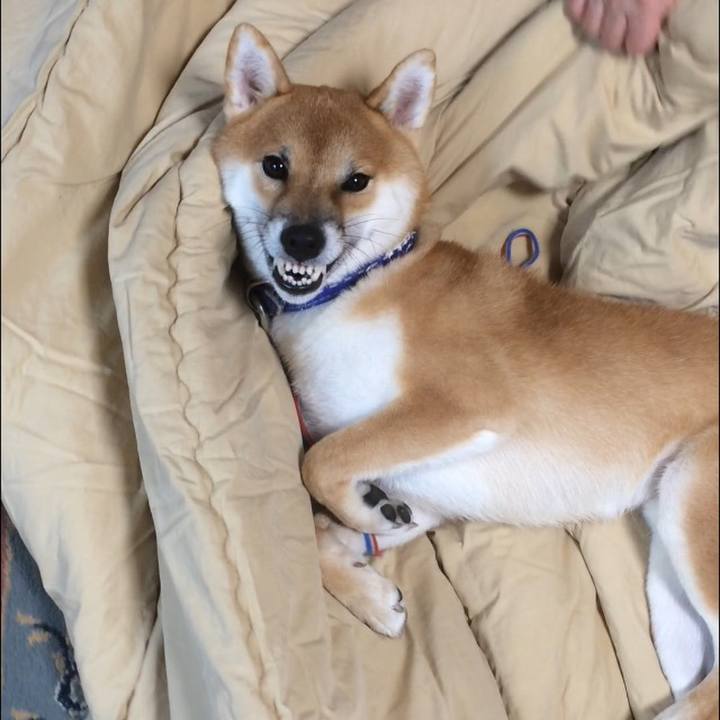 C3179a95 bd5c 4f3c 96ae cd733a42a6a1