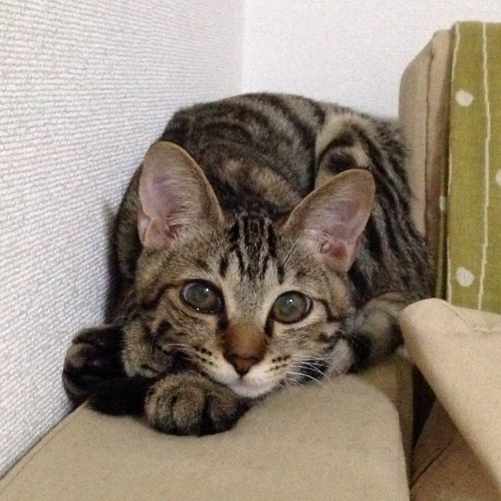 C31a51f2 6bfb 4947 a2c7 6d30016bea97