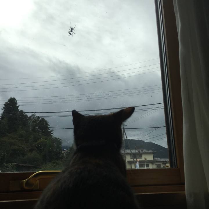 C31bfaca 5d75 4ab5 a7d2 7c8b7d1d846e