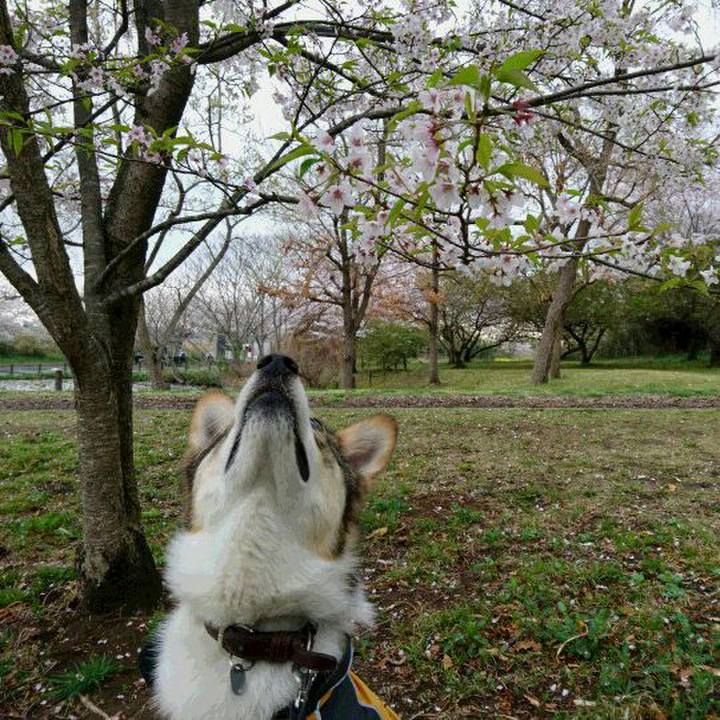 C3211f9a 0055 40bb bd41 5884c0ef90bf