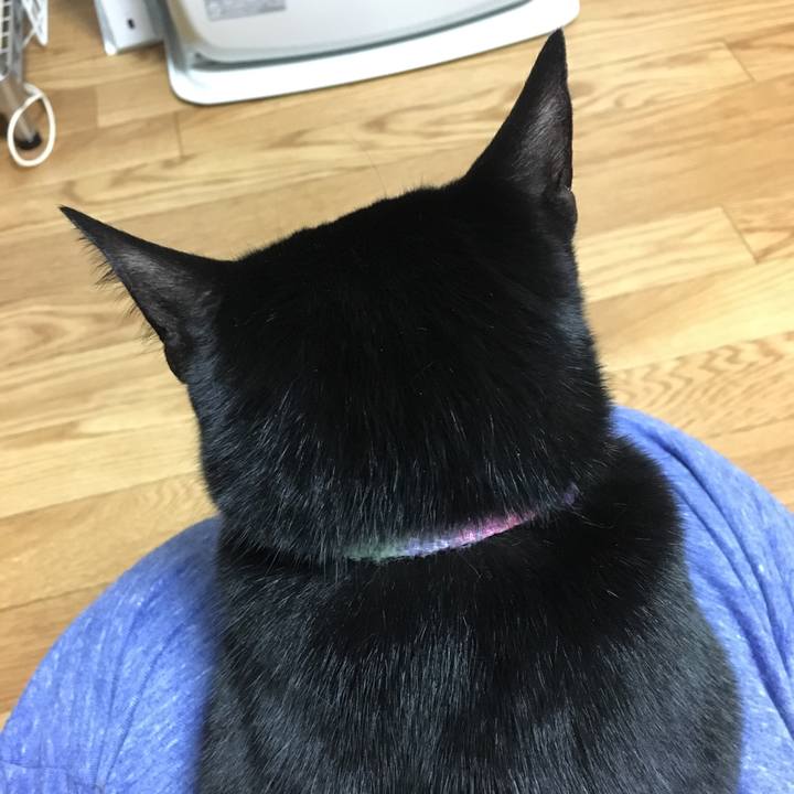 C32e5939 8f65 431b acd7 6c6c4136fd47