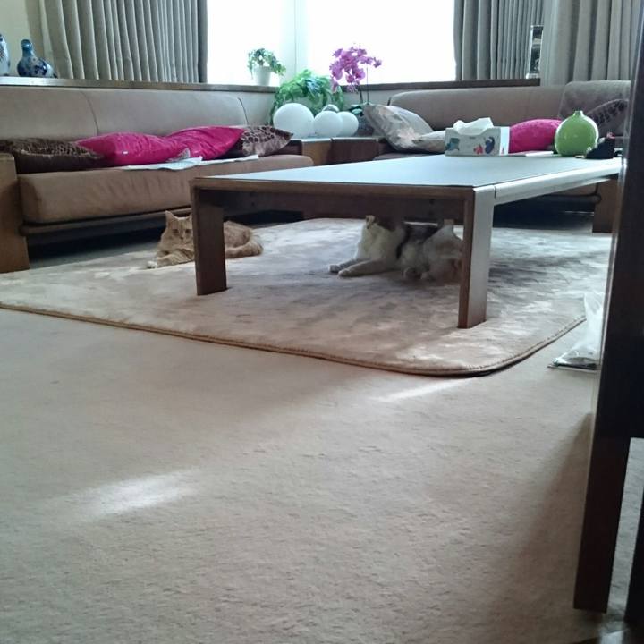 C32fd35a a789 4530 84e1 b7ddd2ffe561