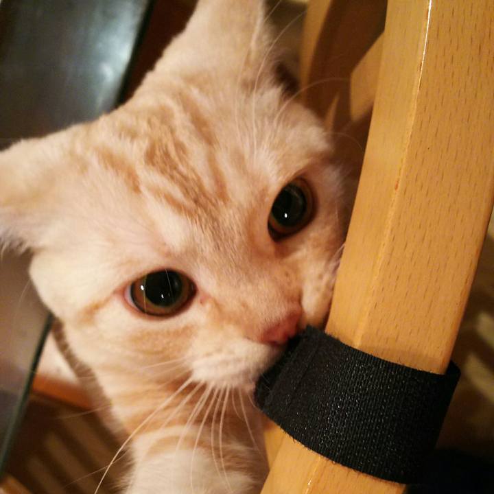 C3352a30 e331 4700 8f5f f53f533bb3b3