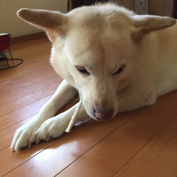 C3399e29 4bf7 4737 b024 629f42c4754b