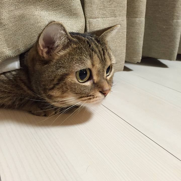 C33f5992 67c9 4371 9584 3b7f54788218