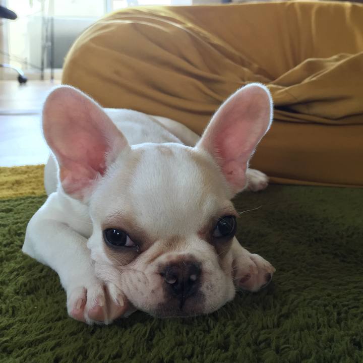 C34e61ae 3a39 498a b8b4 fc3f243d278f