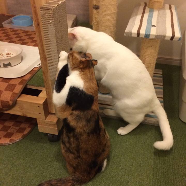 C356d443 7f01 43ea 97f0 788034996e49