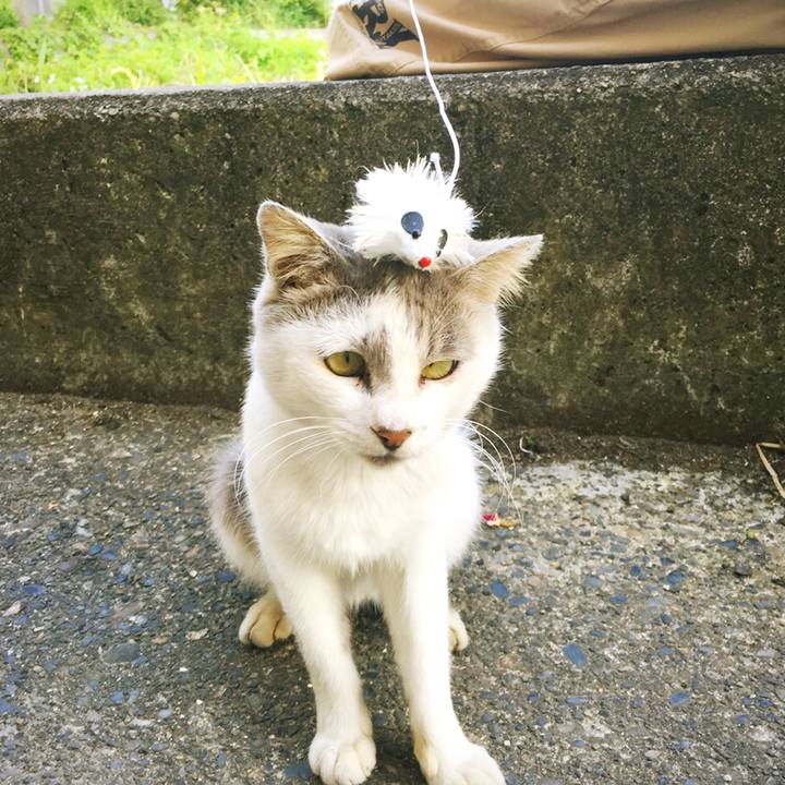 C364fc97 d4c4 4b74 87c5 59f344cccbd8