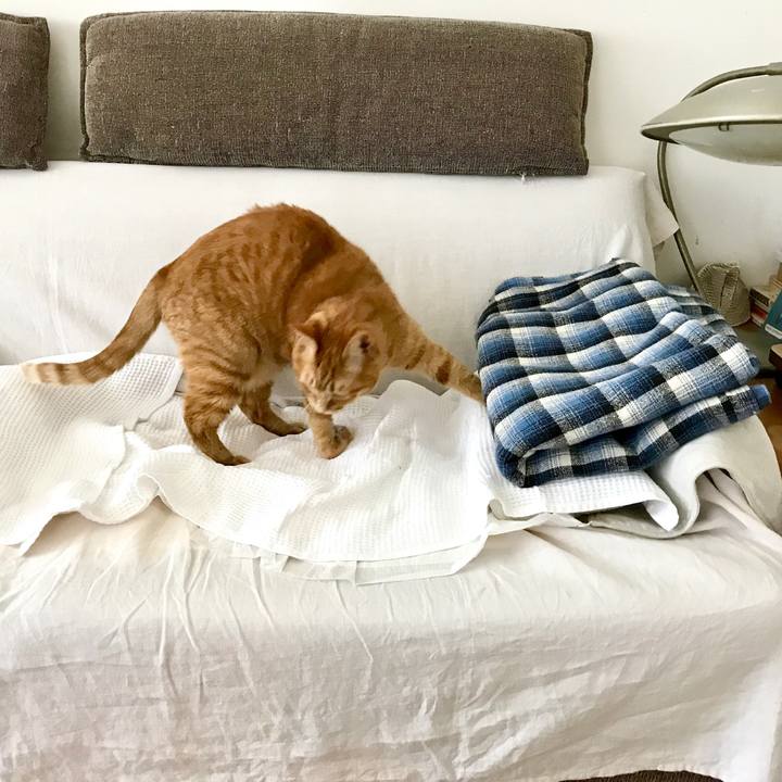 C368210e 4ec5 4d3c bab2 db1454a07474